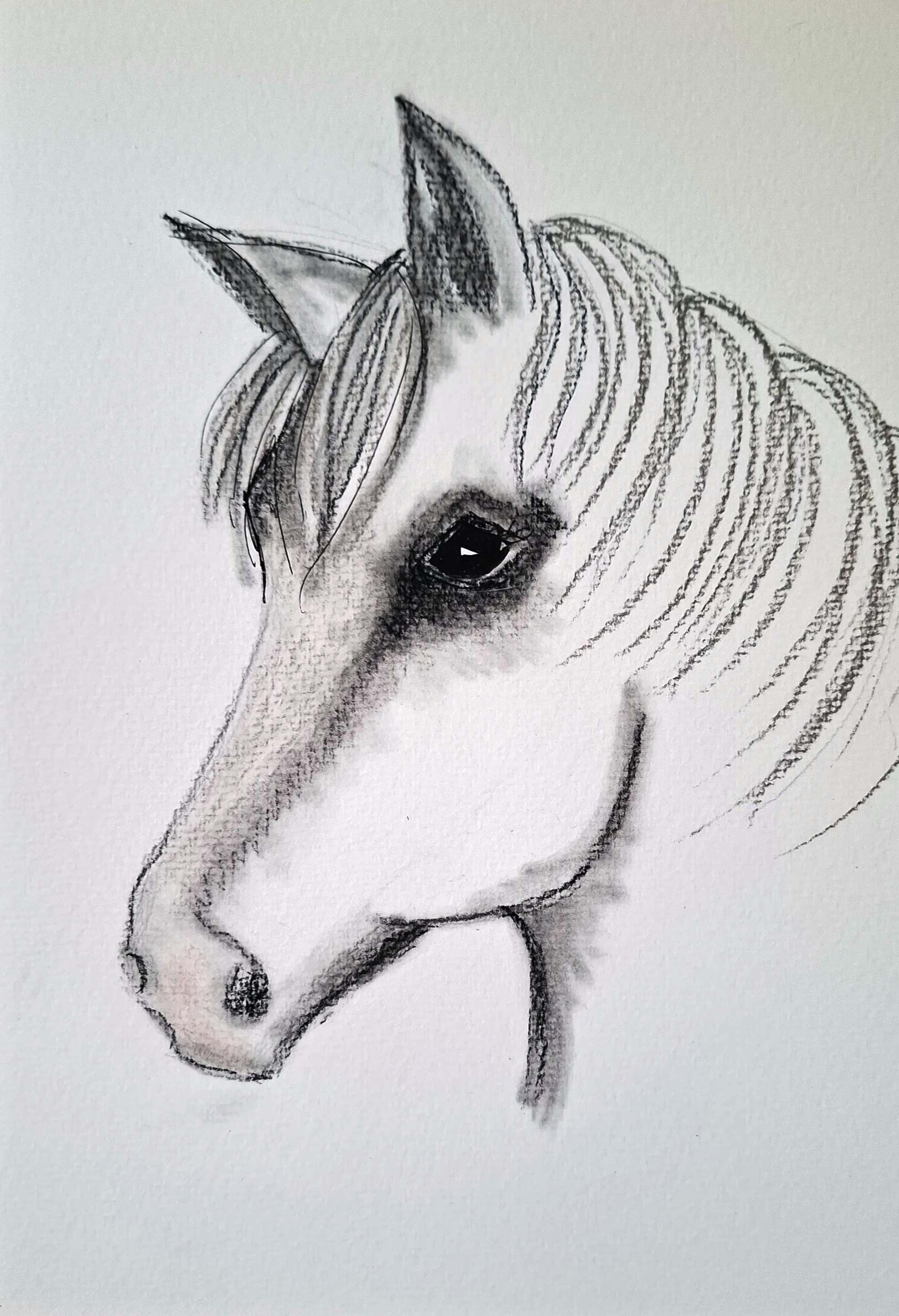Horses Head in B&W Pencil by Alison.