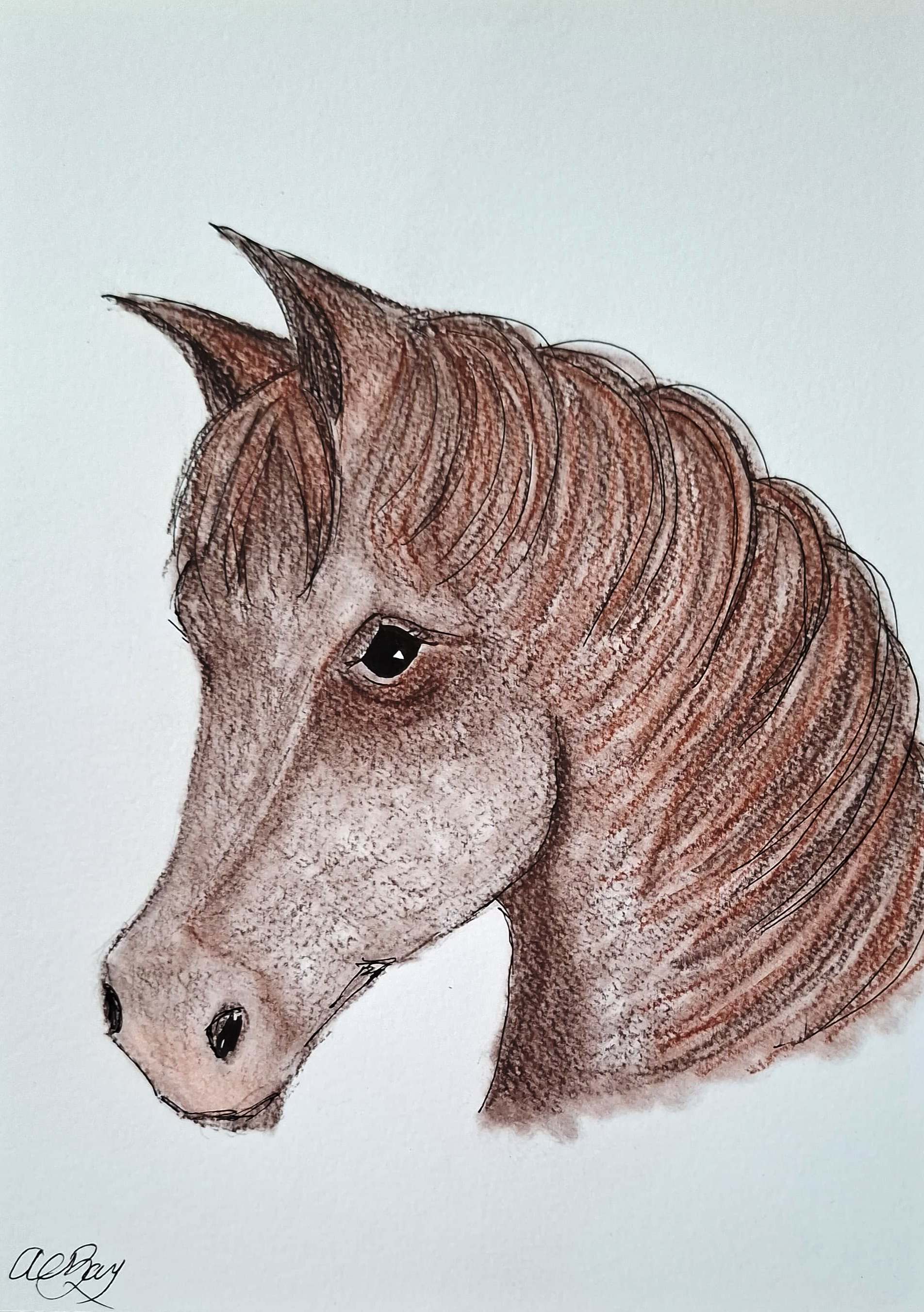 Horses Head in Brown Pencil by Alison