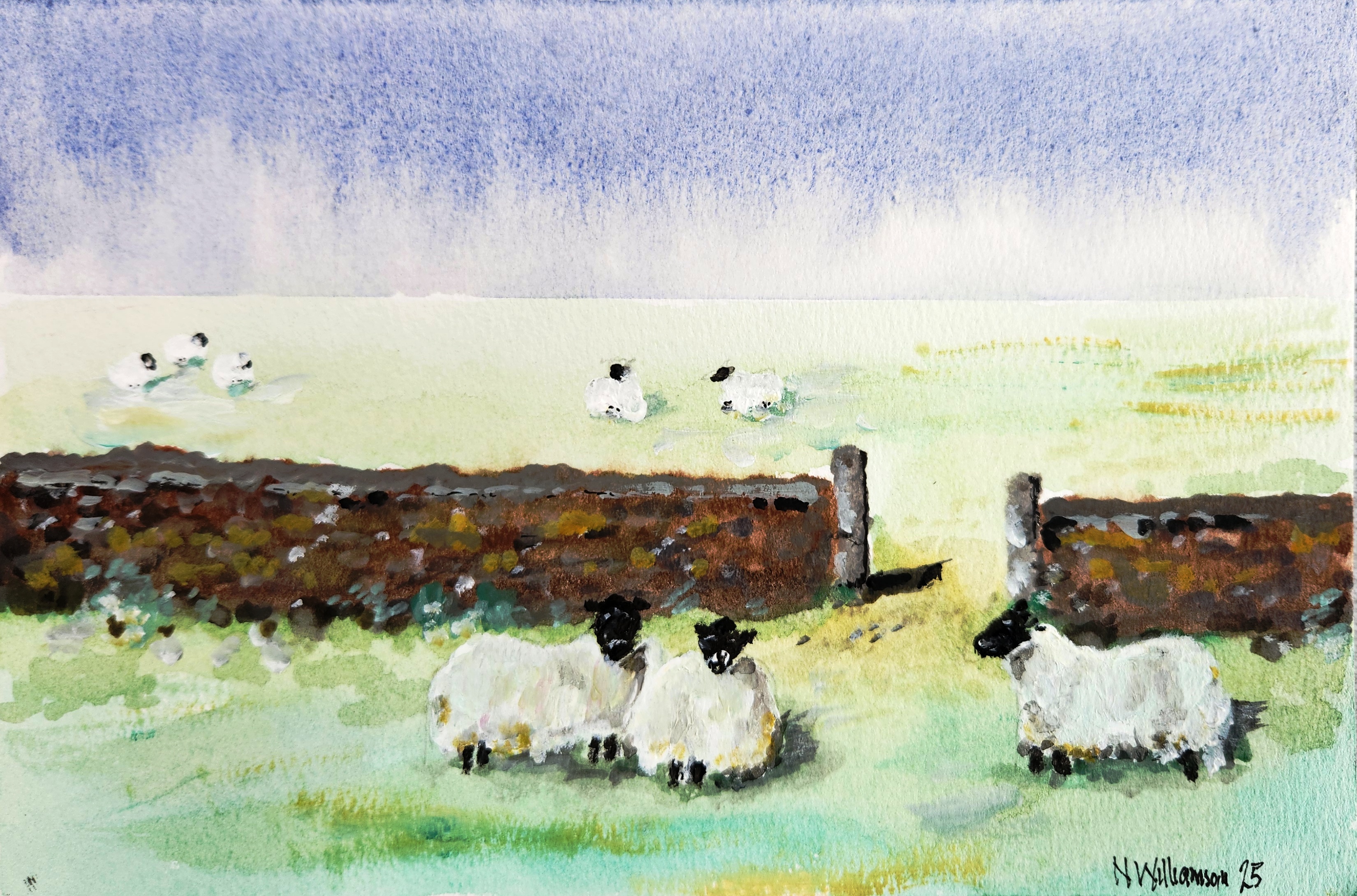 Sheep by Neil