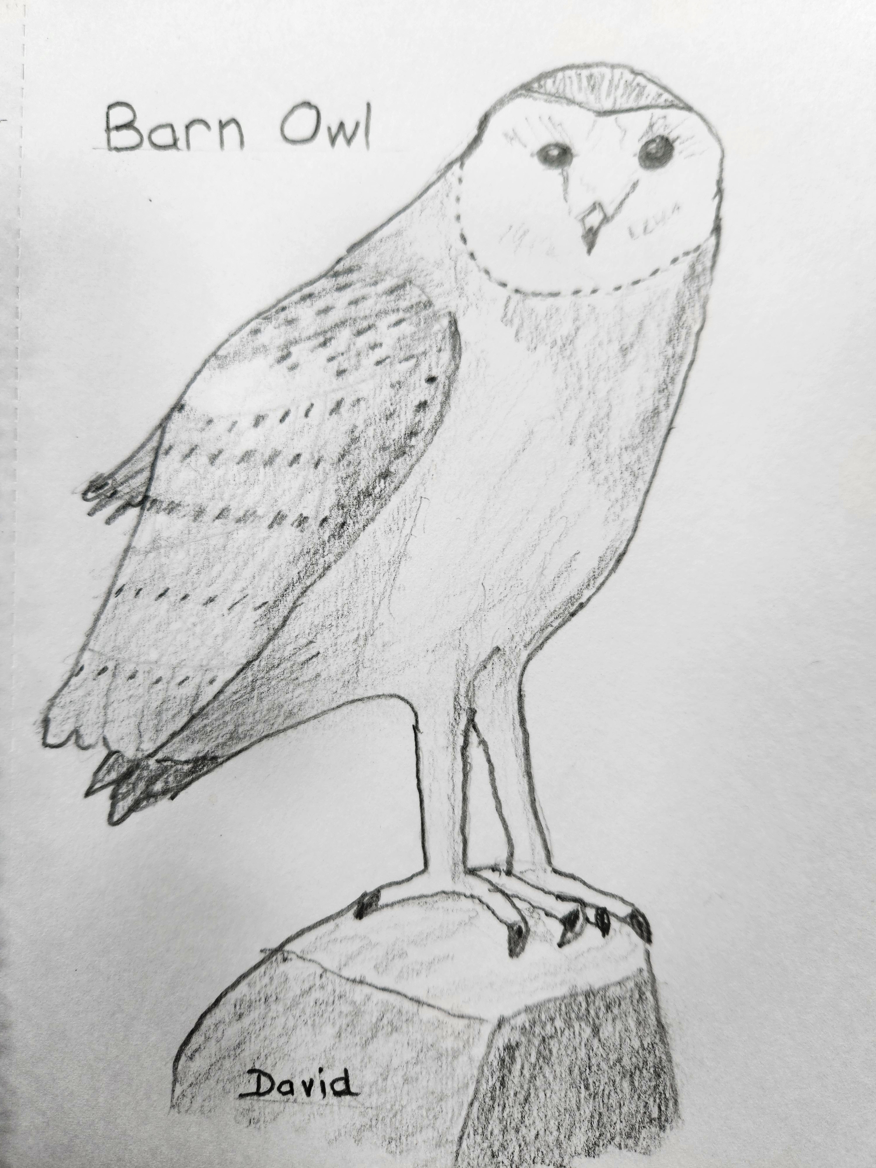 Barn Owl by David