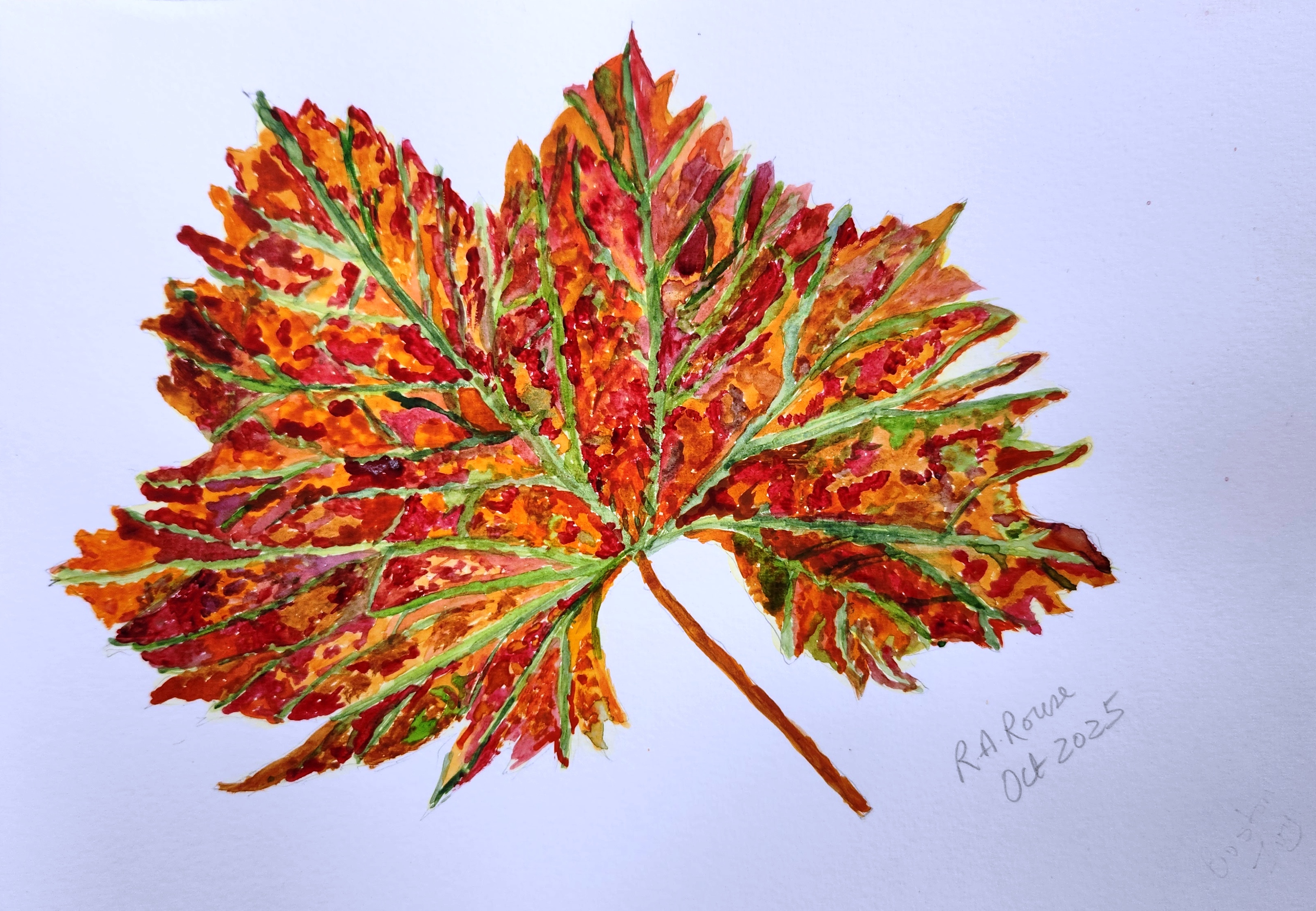 Maple Leaf by Rose