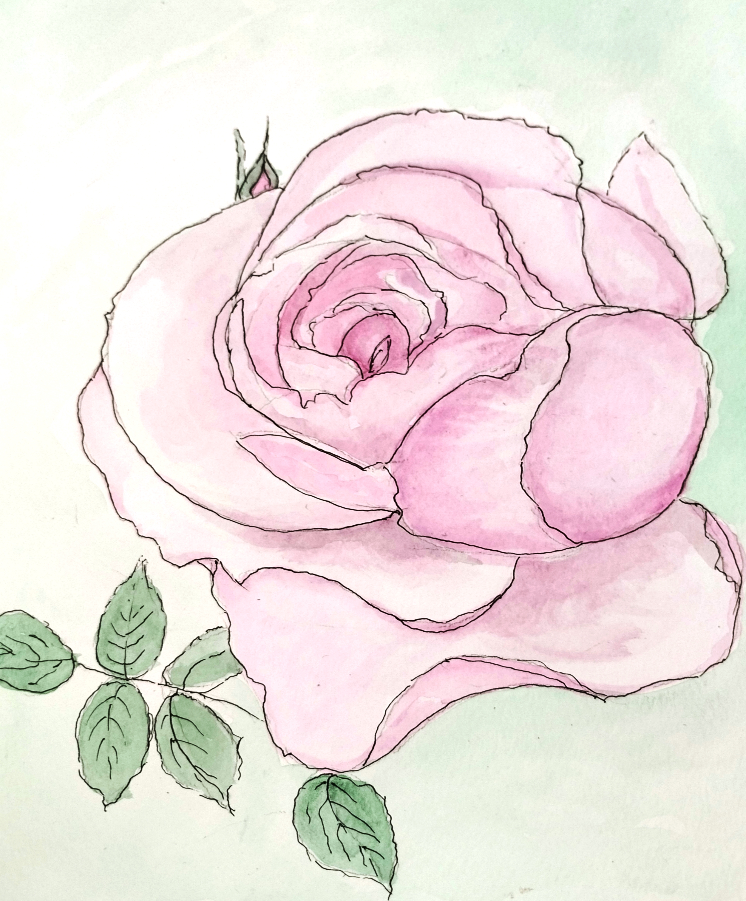 Rose by Anne