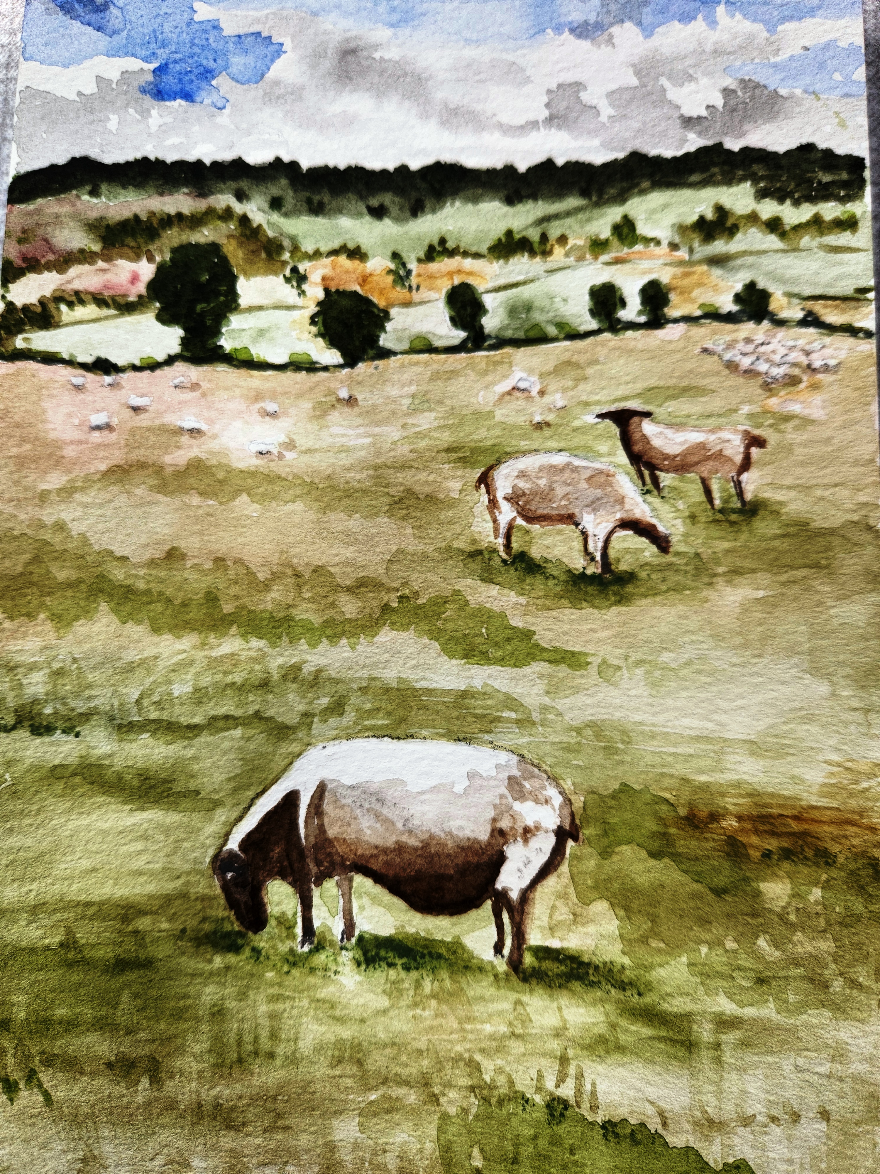 Sheep Grazing by Sujatha